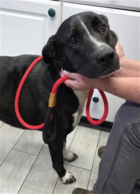 Juniper - Labrador Retriever