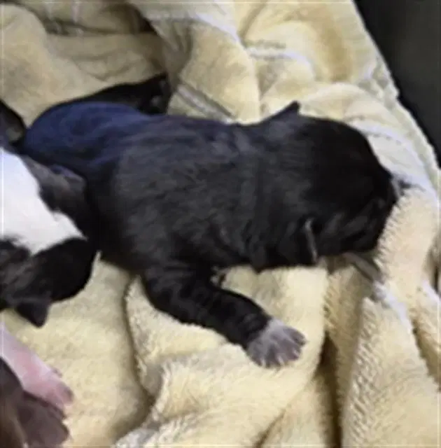 Crackle - Pit Bull Terrier