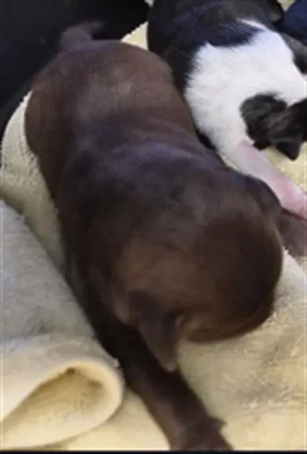 Pop - Pit Bull Terrier