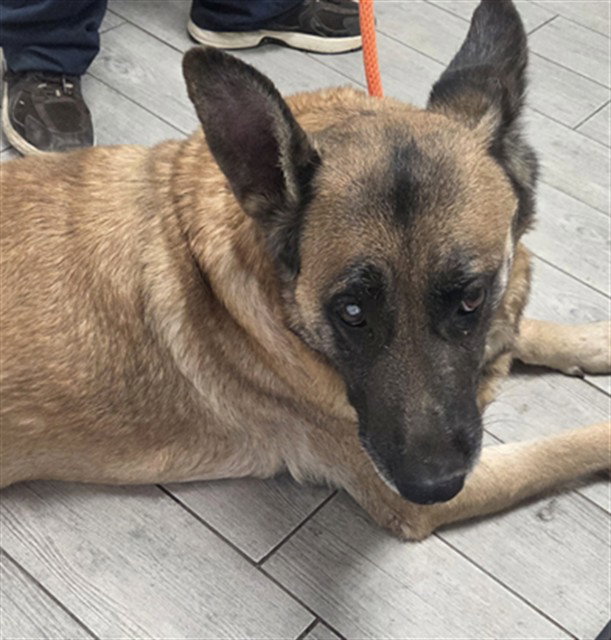 * Iris, German Shepherd Dog