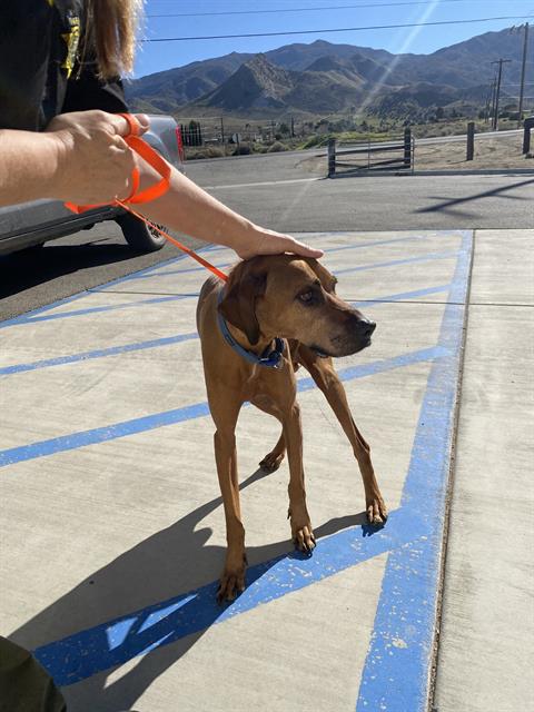 Kilo, Rhodesian Ridgeback