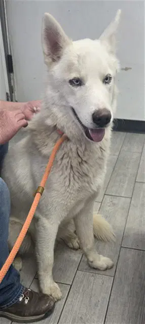 Balto - Siberian Husky