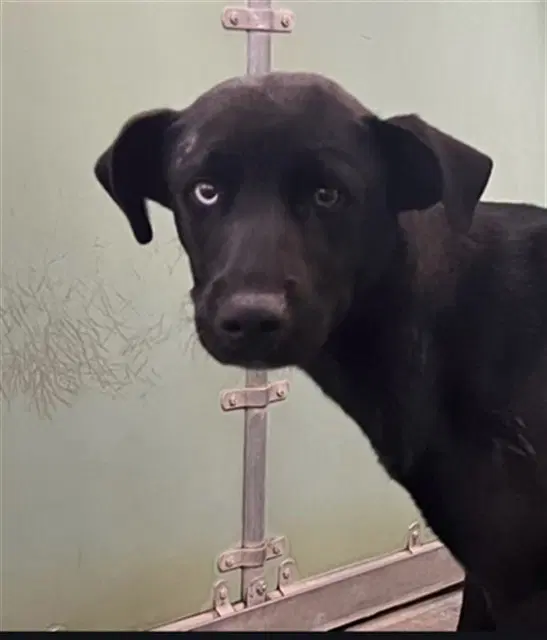 Qe - Labrador Retriever
