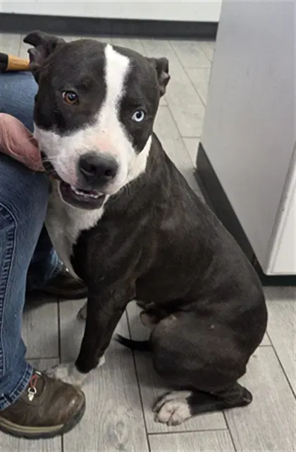 Monster - Pit Bull Terrier