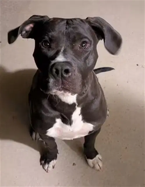 Gibbs - Pit Bull Terrier