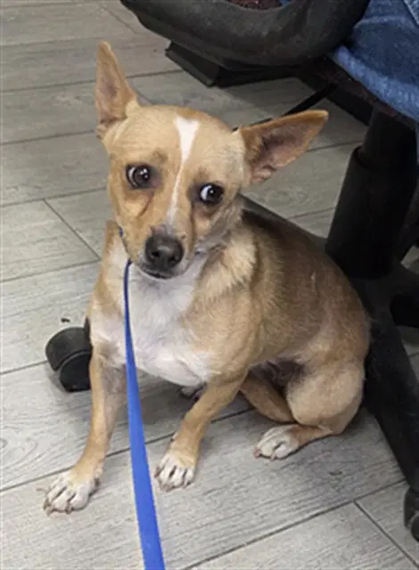 Mo - Chihuahua