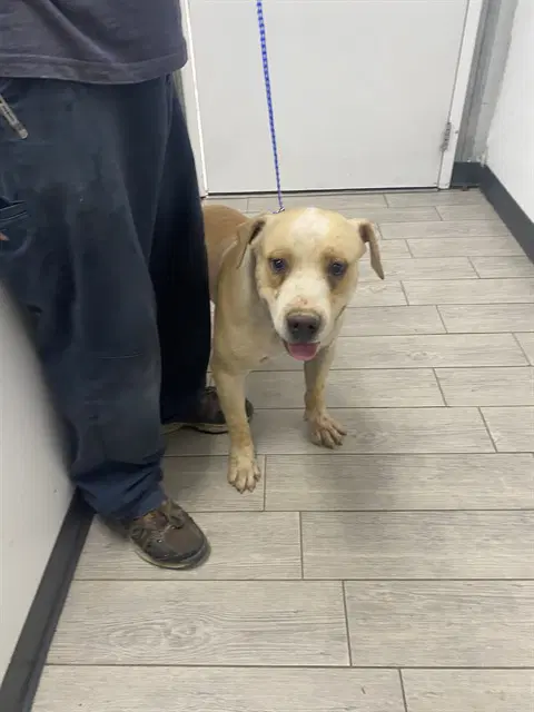 Jack - Chinese Shar-Pei
