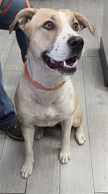 Trouble - Pit Bull Terrier