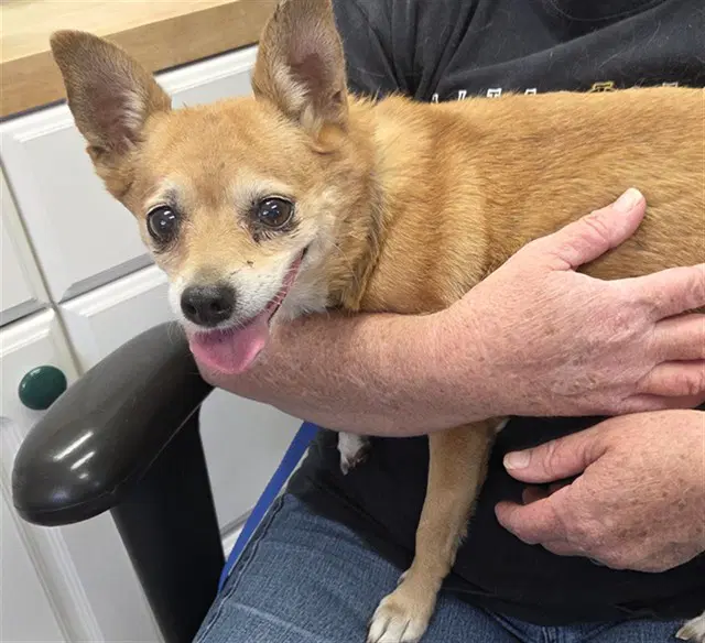 Pixie - Chihuahua