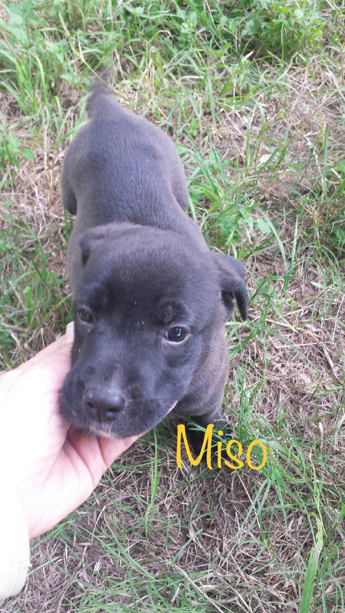 Miso