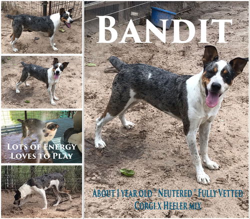 Bandit