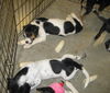 PUPPIES!!