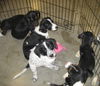 PUPPIES!!