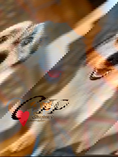 Bo