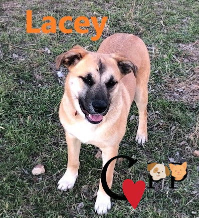 Lacey