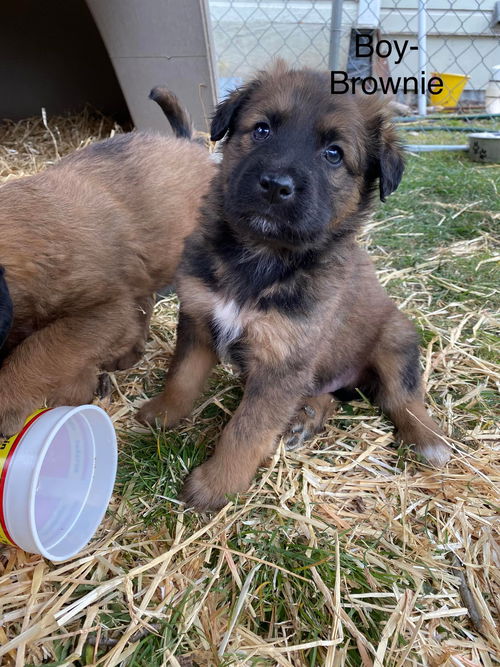 Brownie