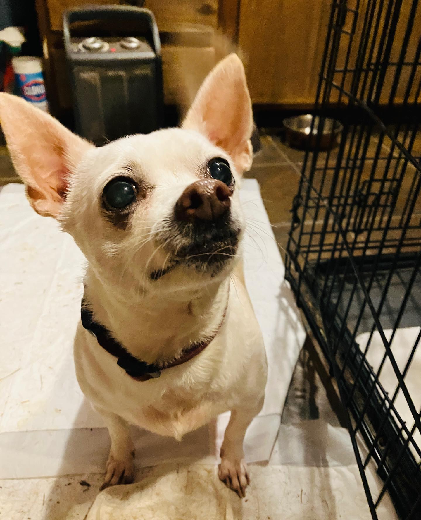 Dog for Adoption Butter Bean, a Chihuahua in Bell County, TX Alpha Paw