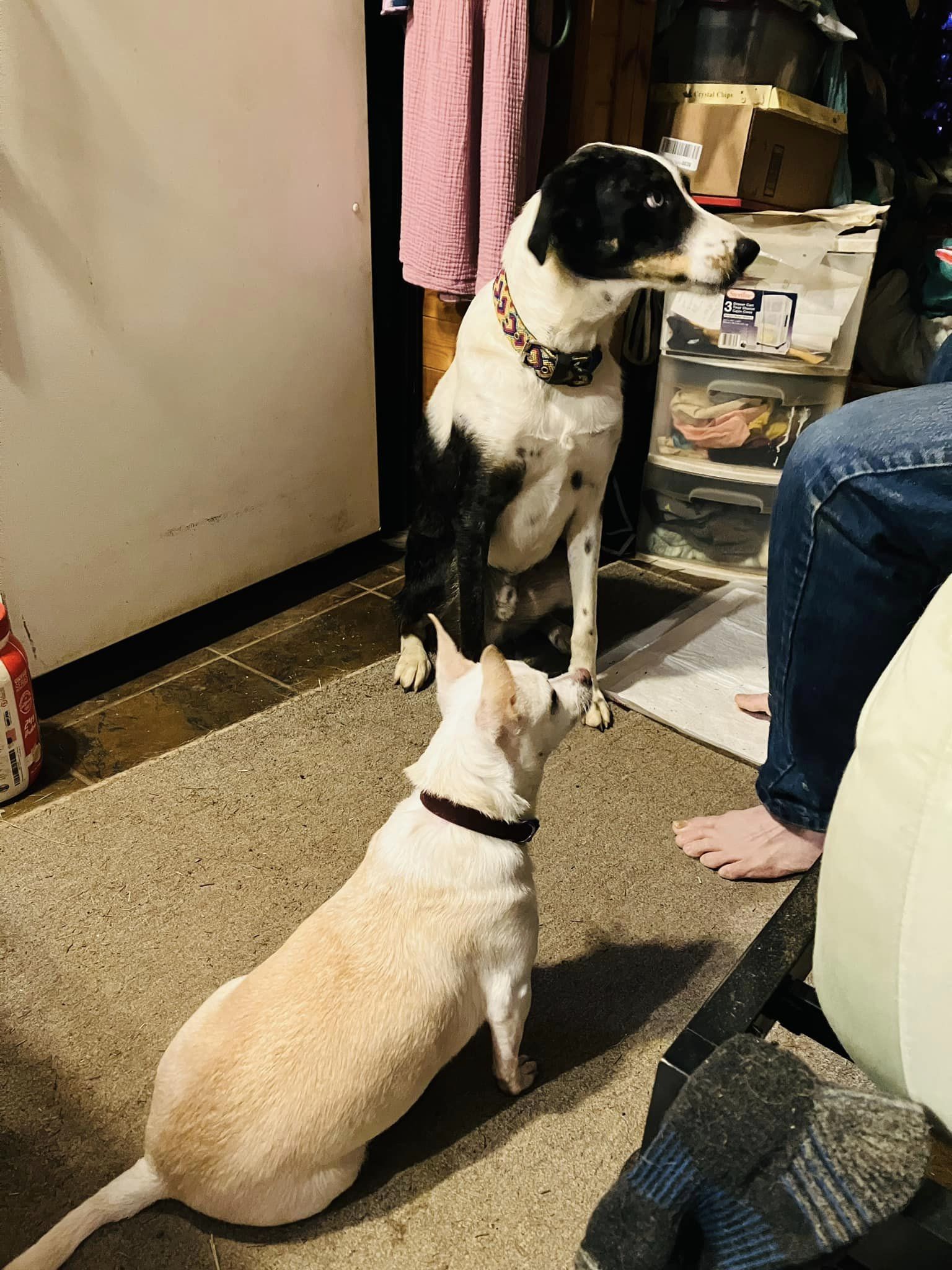 Dog for Adoption Butter Bean, a Chihuahua in Bell County, TX Alpha Paw