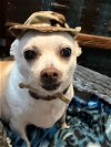 adoptable Dog in bastrop, TX named Butter Bean