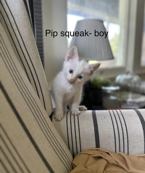 Pip Squeek