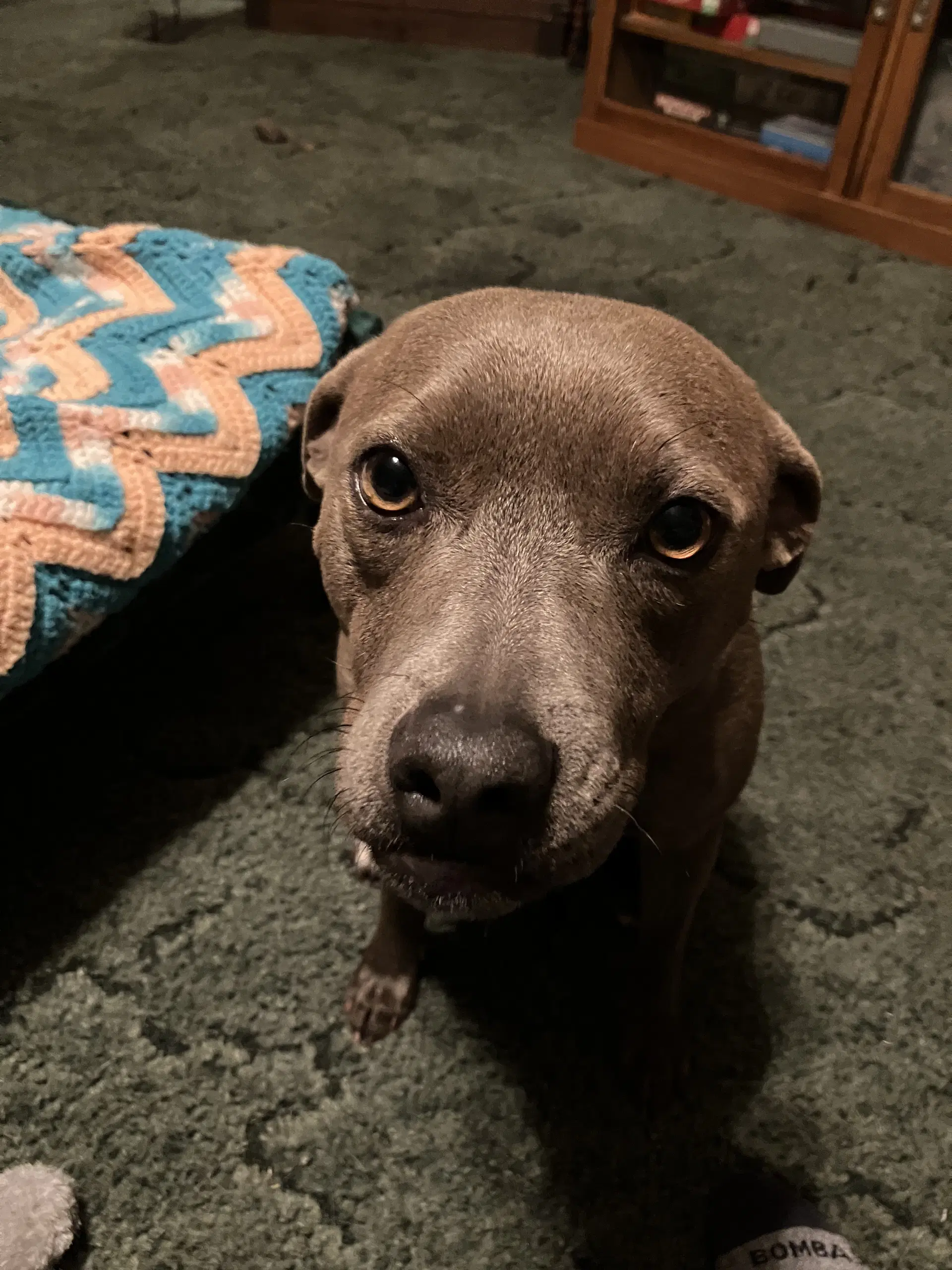Maisy - Pit Bull Terrier