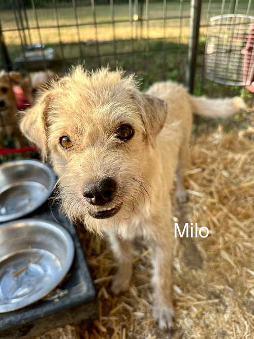 Milo