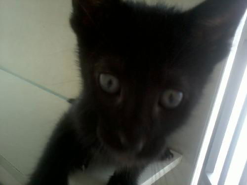 Black kittens