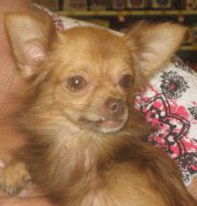 Cornelius
