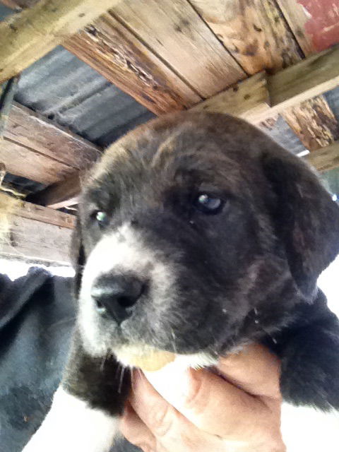 Cooper