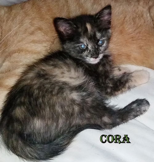 CORA
