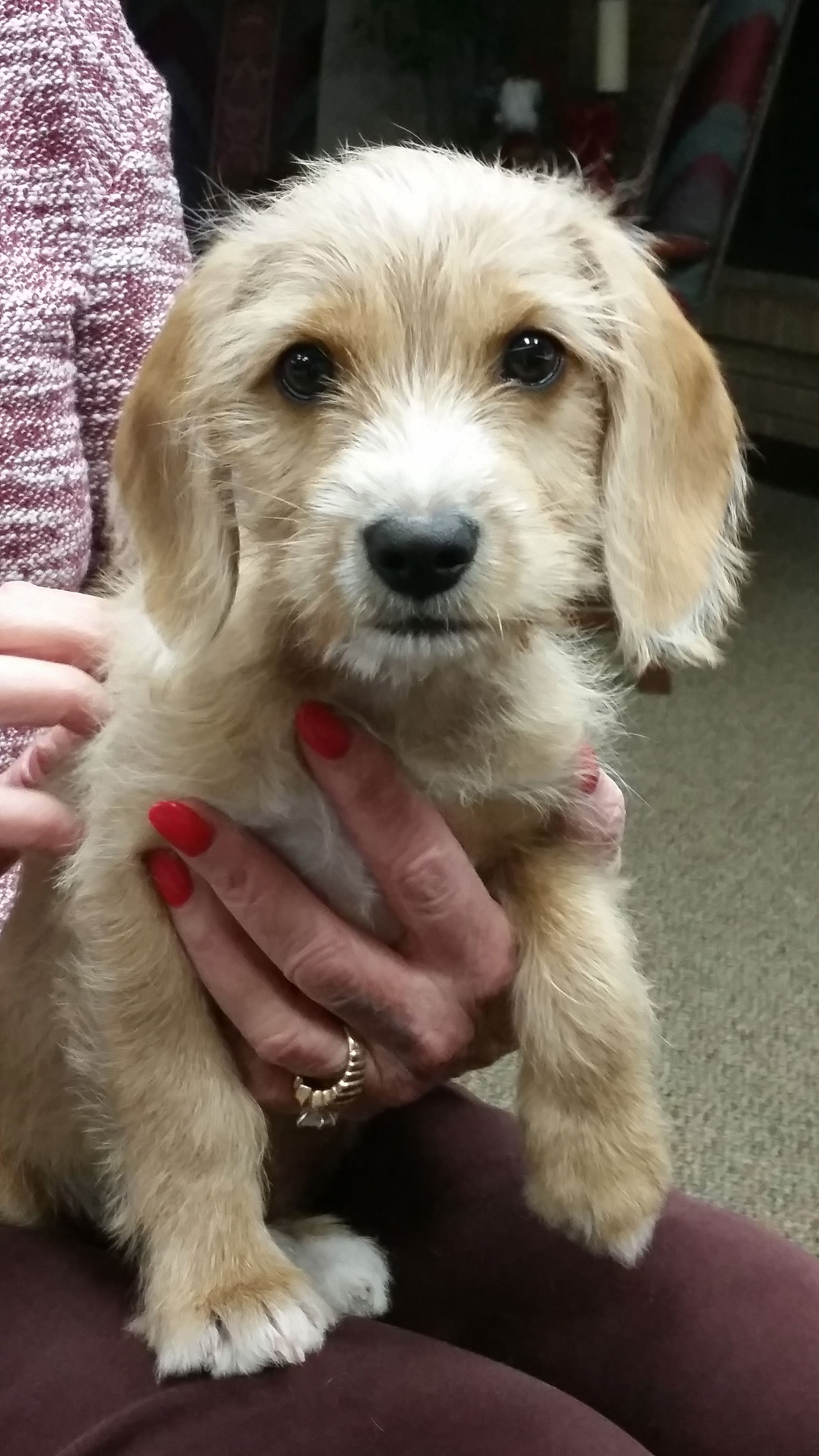 Shih tzu sale dachshund mix