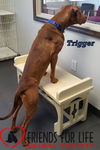 Trigger