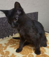 Jynx