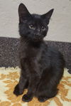 Jynx