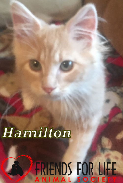 Hamilton