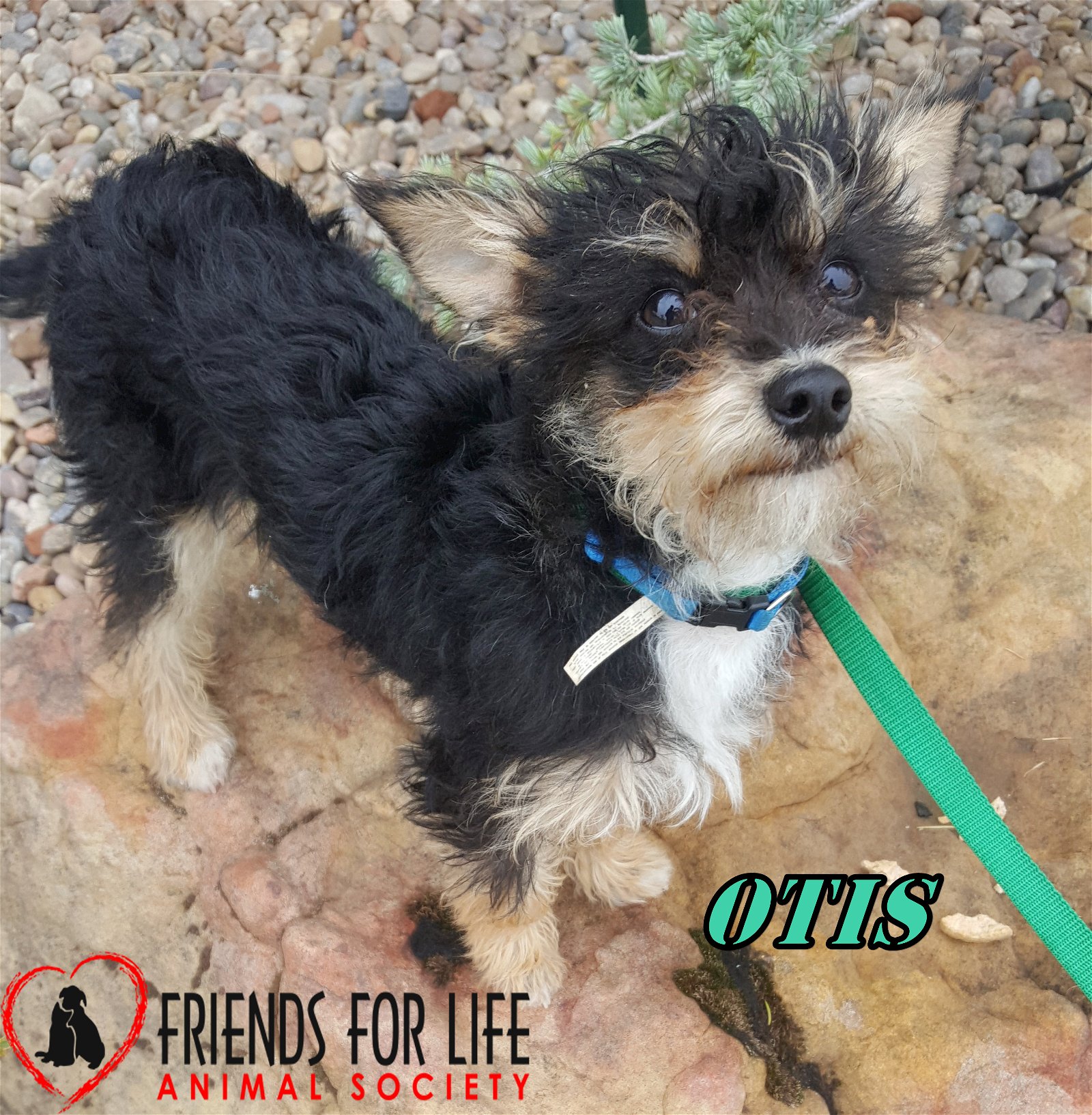 Otis' Web Page