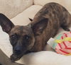Cocoa