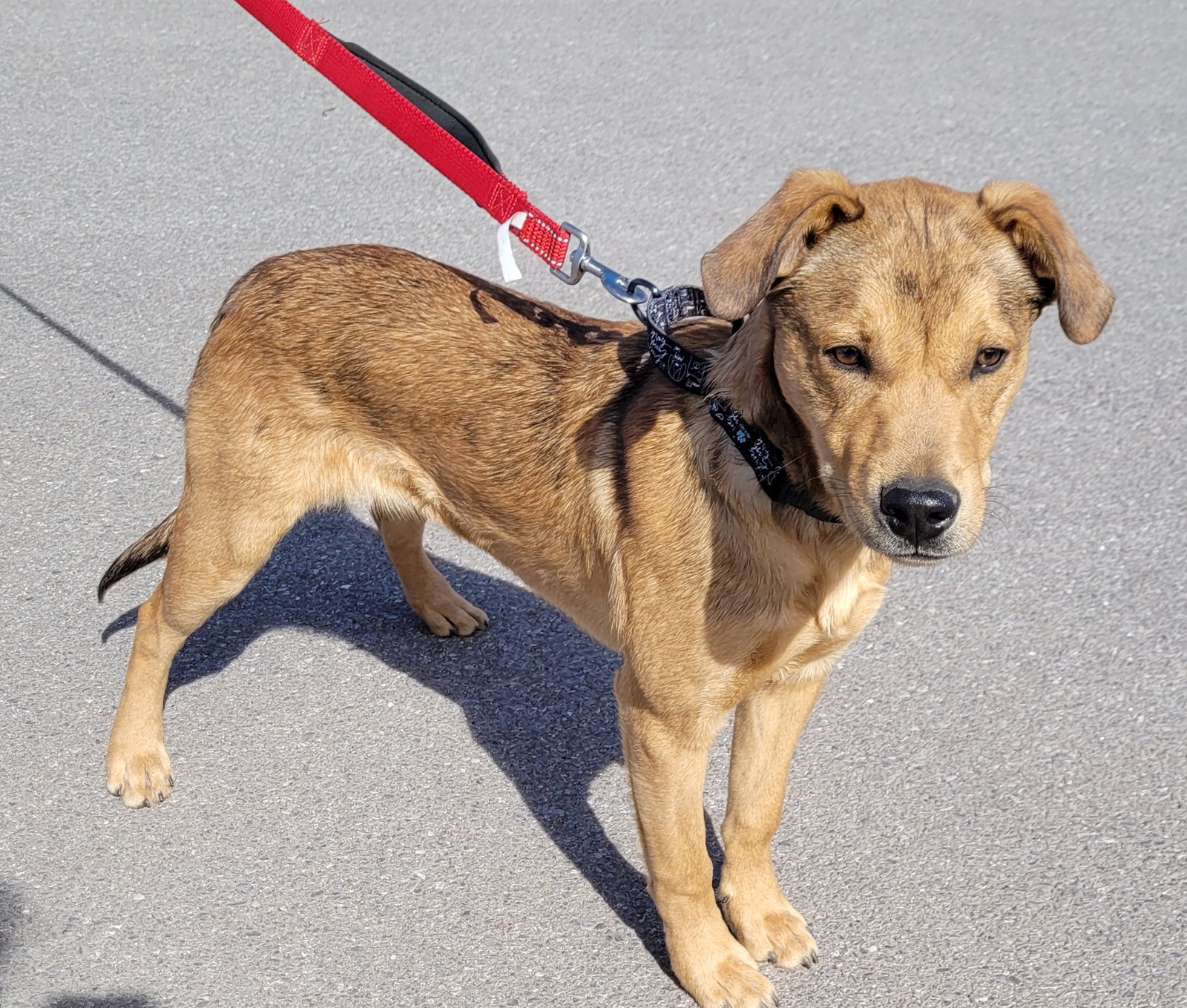 Dog for Adoption - Bandit, a Catahoula Leopard Dog in Canyon, TX ...