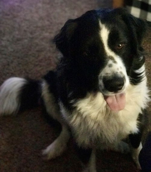 Molly