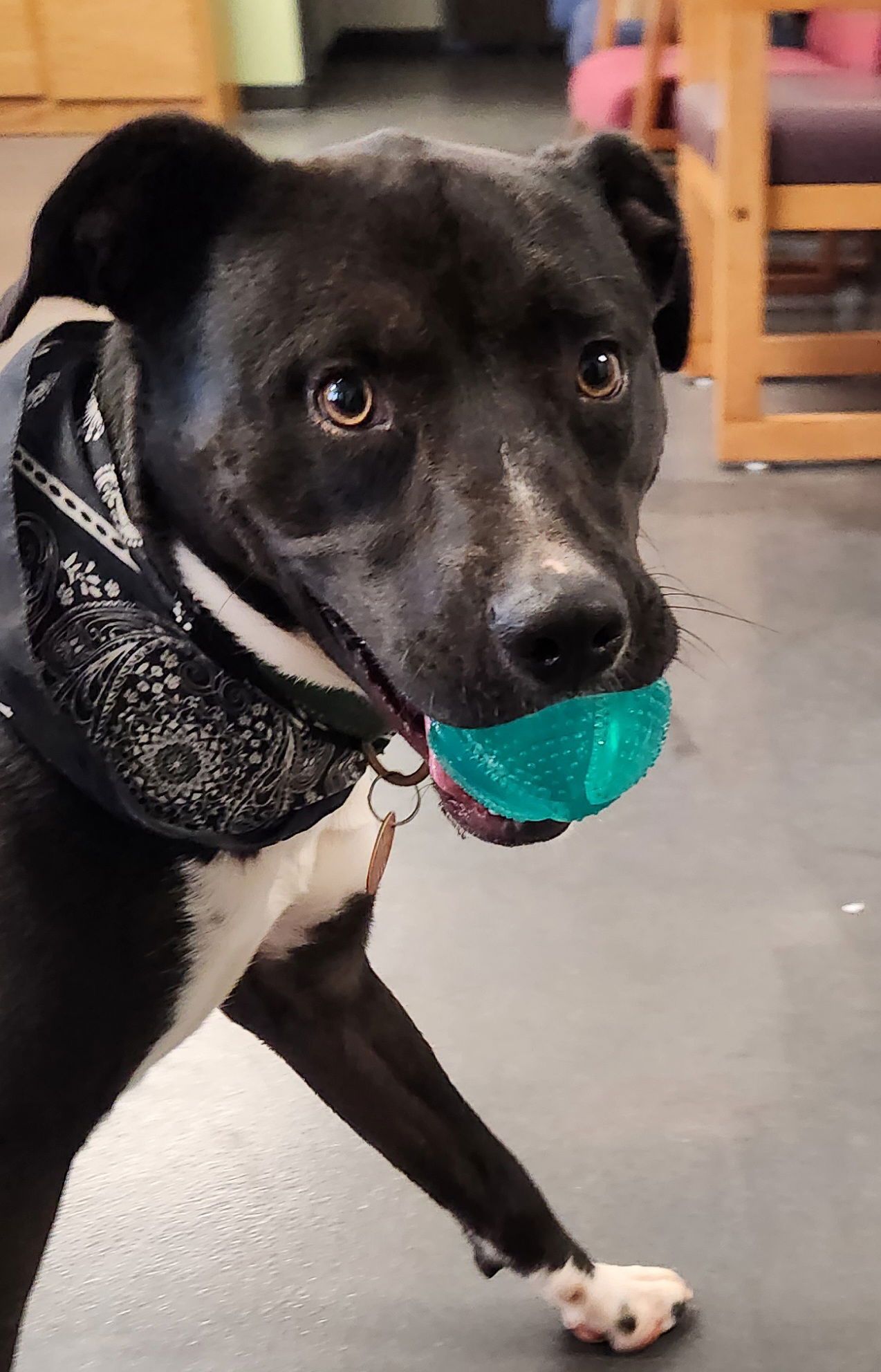 adoptable Dog in Clinton, OK named Oreo