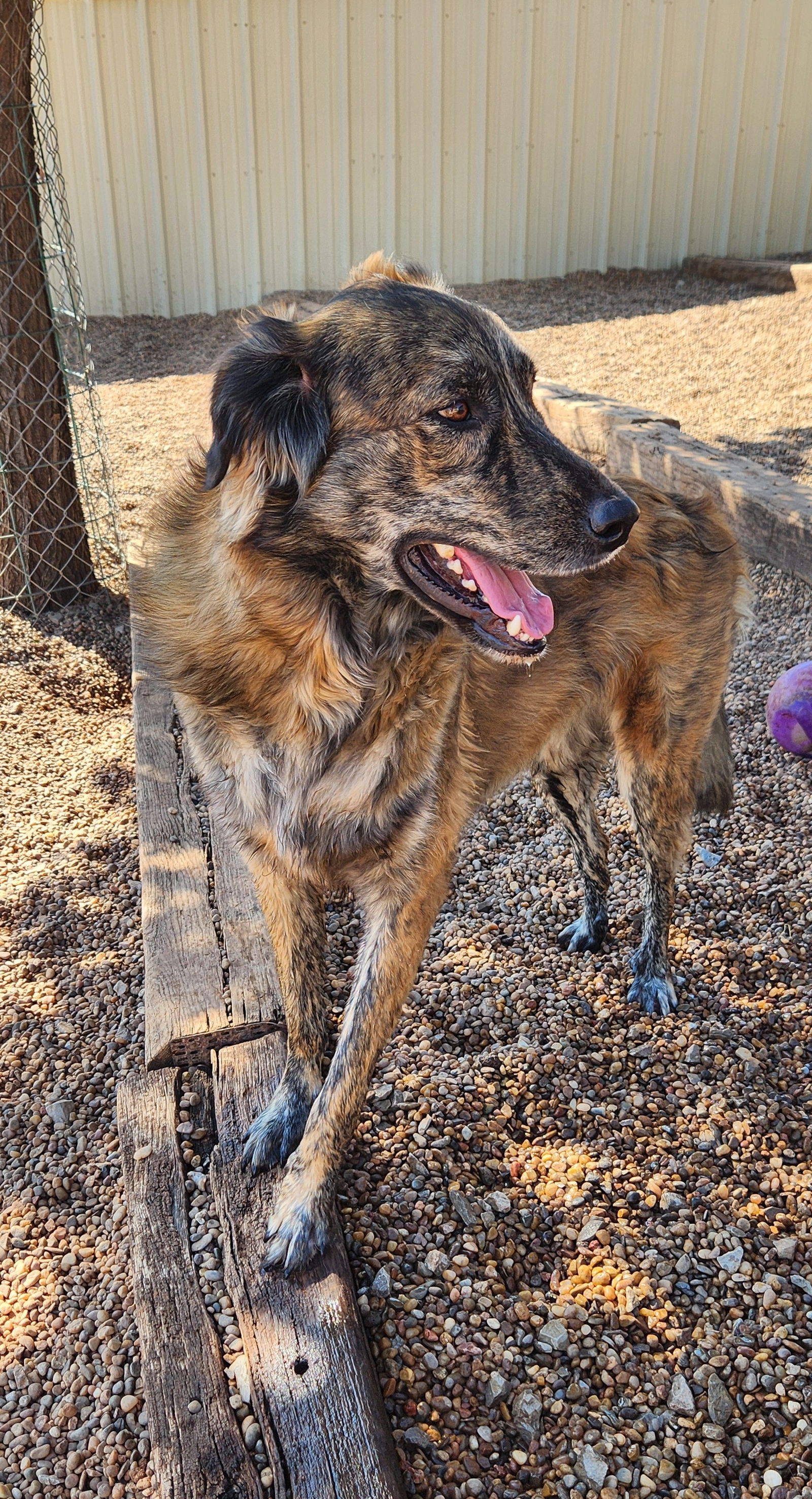 adoptable Dog in Clinton, OK named Buzzy