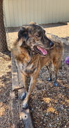 adoptable Dog in Linton, IN named Buzzy