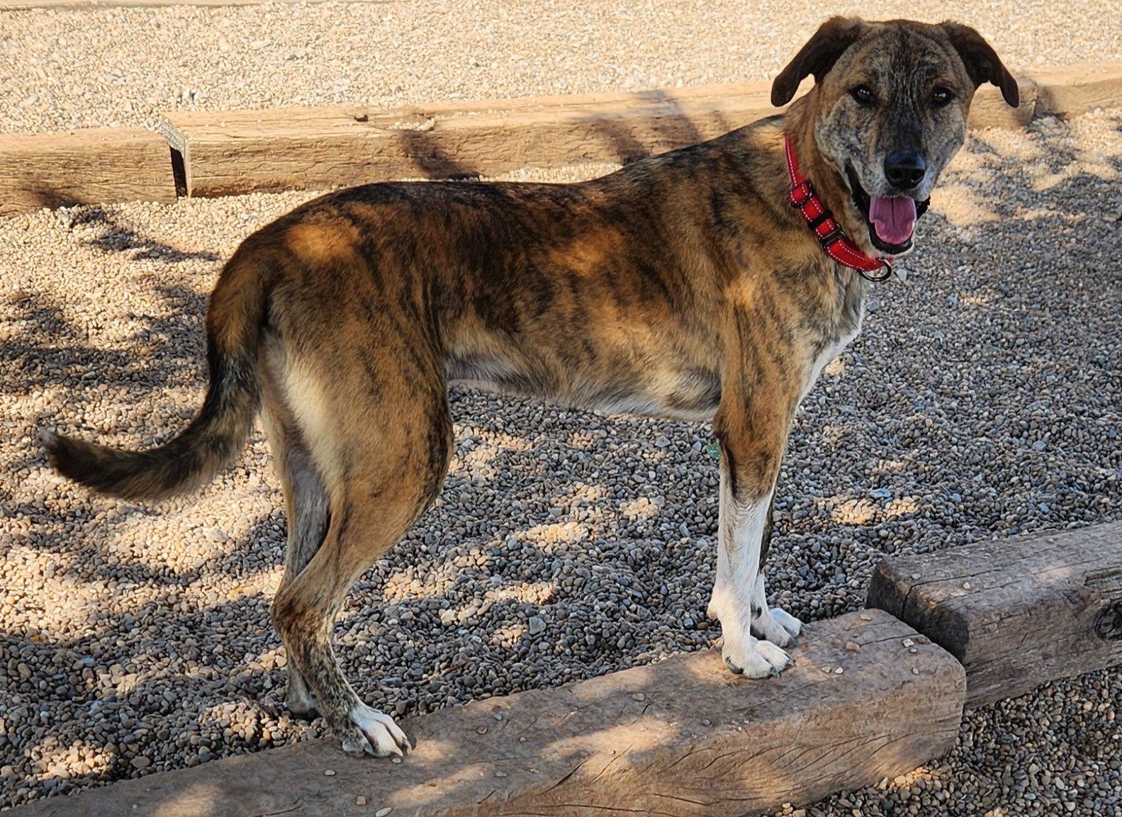 adoptable Dog in Clinton, OK named Billy