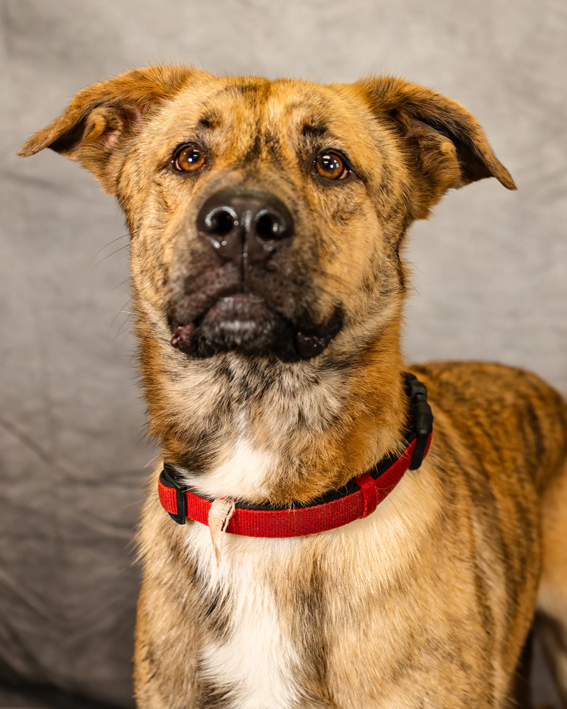 Lando - German Shepherd Dog