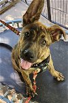 adoptable Dog in  named Hans