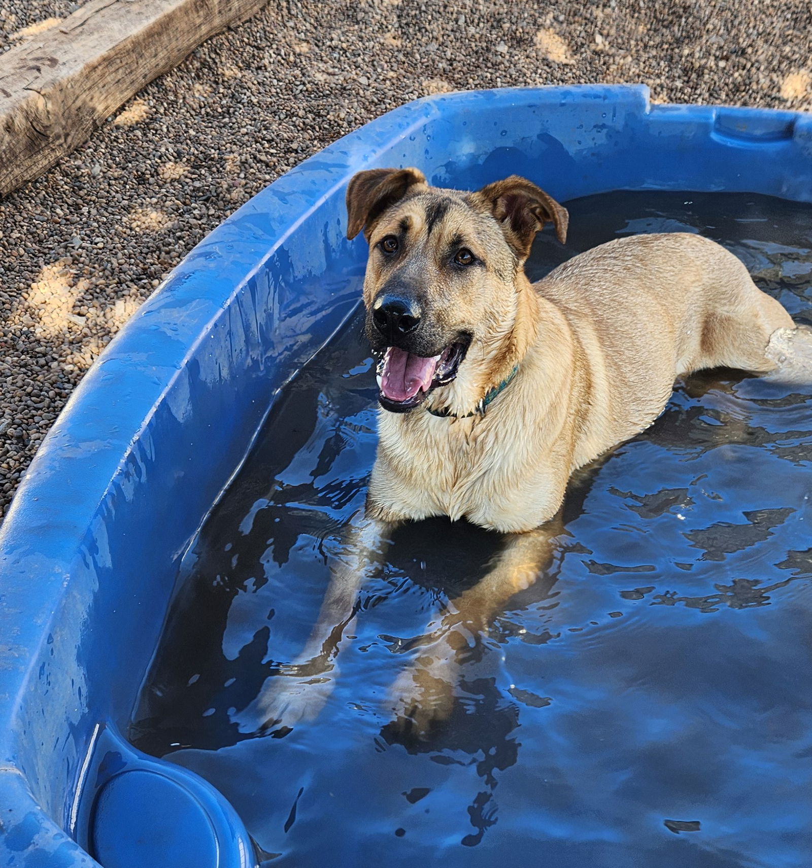 adoptable Dog in Clinton, OK named Luke