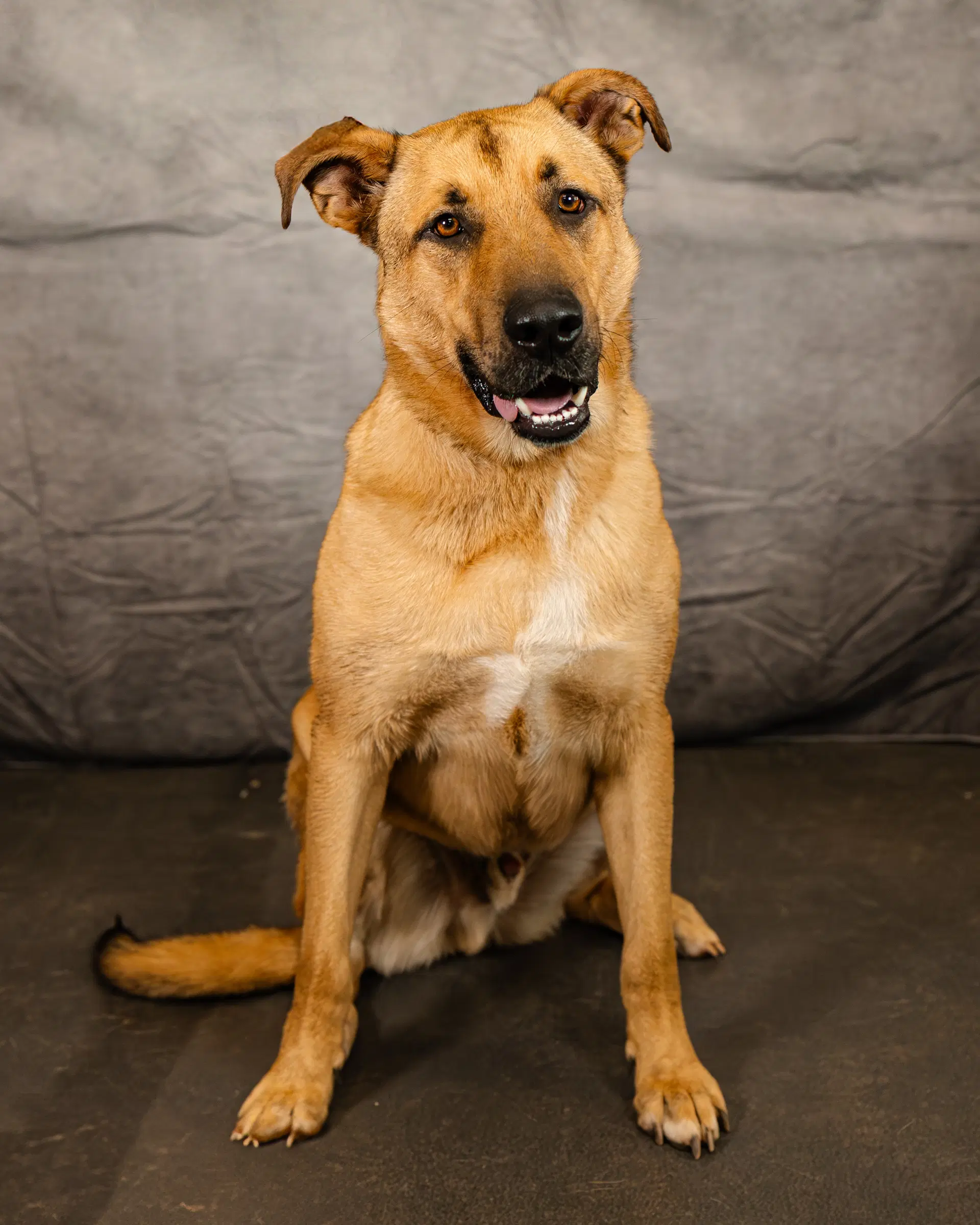 Jabba - German Shepherd Dog