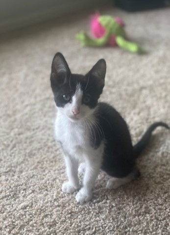 adoptable Cat in Clinton, OK named Maggie