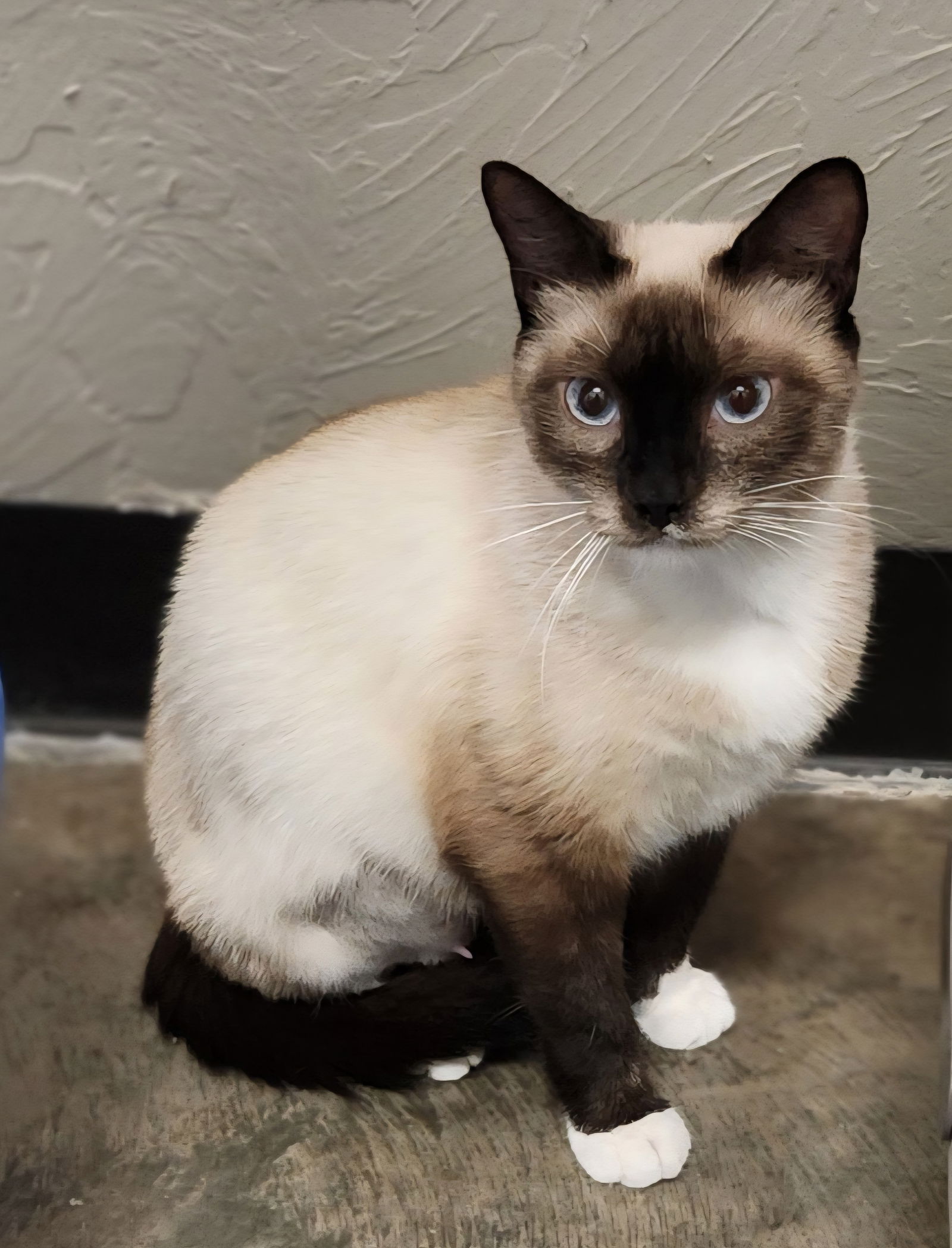 adoptable Cat in Clinton, OK named Sienne