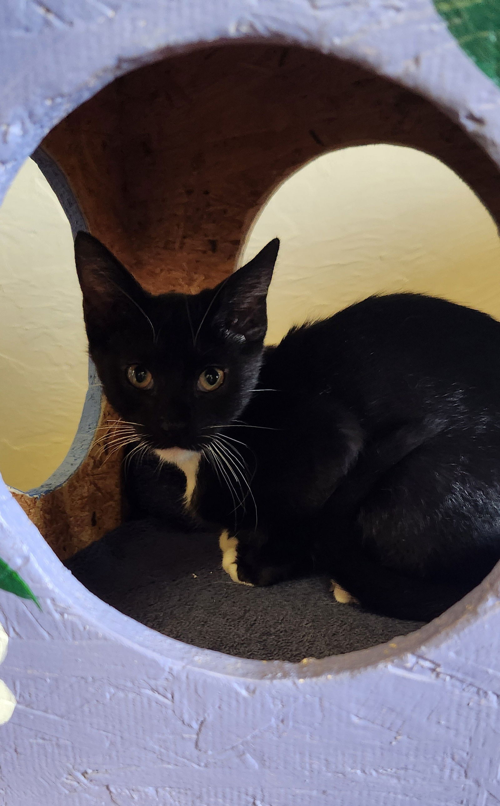 adoptable Cat in Clinton, OK named Rainier